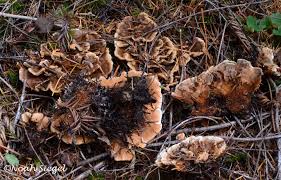 Attēlu rezultāti vaicājumam “Hydnellum aurantiacum”