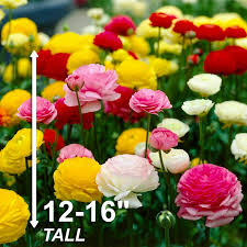 Attēlu rezultāti vaicājumam “Ranunculus mendax flower”