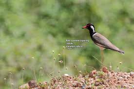 Attēlu rezultāti vaicājumam “Vanellus vanellus adult”