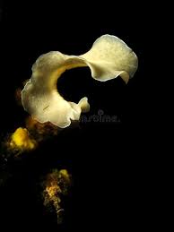 Attēlu rezultāti vaicājumam “Plathelminthes”