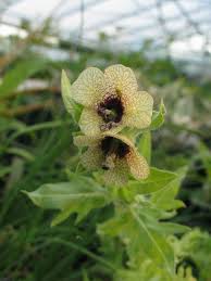 Image result for bilsenkraut