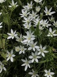 Attēlu rezultāti vaicājumam “Ornithogalum umbellatum flower”