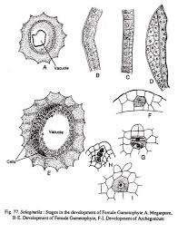 Attēlu rezultāti vaicājumam “Herzogiella seligeri sporophyte”