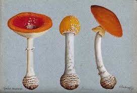 Attēlu rezultāti vaicājumam “Amanita muscaria”