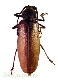 Attēlu rezultāti vaicājumam “Cerambycidae”