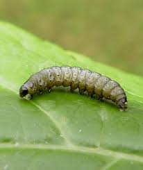 Attēlu rezultāti vaicājumam “Gynaephora selenitica larva”