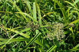 Attēlu rezultāti vaicājumam “Scirpus sylvaticus”