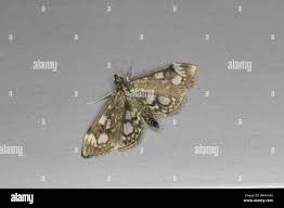 Attēlu rezultāti vaicājumam “Anania coronata”