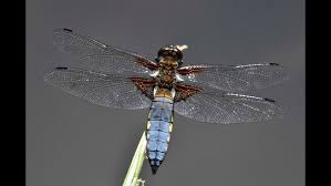 Attēlu rezultāti vaicājumam “Libellula depressa male”