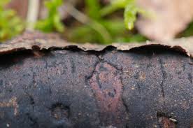 Attēlu rezultāti vaicājumam “Nectria episphaeria”