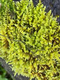 Attēlu rezultāti vaicājumam “Hypnum jutlandicum”