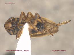 Attēlu rezultāti vaicājumam “Philaenus spumarius”