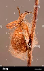 Attēlu rezultāti vaicājumam “Saturnia pavonia cocoon”