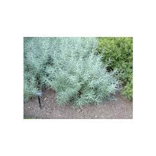 Attēlu rezultāti vaicājumam “Salix repens subsp. rosmarinifolia”