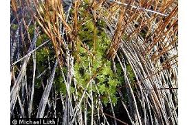 Attēlu rezultāti vaicājumam “Sphagnum tenellum”