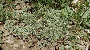 Attēlu rezultāti vaicājumam “Scleranthus perennis flower”