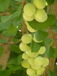 Attēlu rezultāti vaicājumam “Ginkgo biloba fruit”