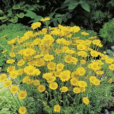 Image result for Färberkamille