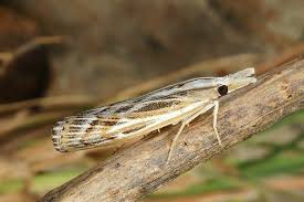 Attēlu rezultāti vaicājumam “Pediasia fascelinella”