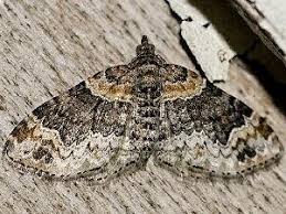 Attēlu rezultāti vaicājumam “Xanthorhoe ferrugata”