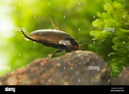 Attēlu rezultāti vaicājumam “Colymbetes paykulli”