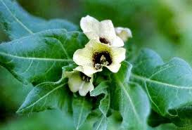 Image result for bilsenkraut