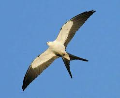 Image result for Sterna acuflavida