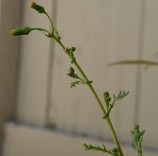 Attēlu rezultāti vaicājumam “Senecio vernalis bud”