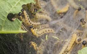 Attēlu rezultāti vaicājumam “Yponomeuta evonymella larva”