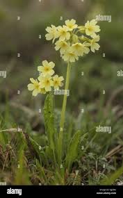 Attēlu rezultāti vaicājumam “Primula elatior flower”