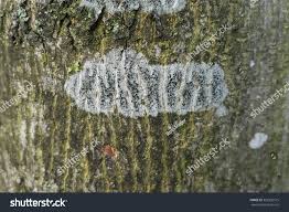 Attēlu rezultāti vaicājumam “Lecidella elaeochroma”