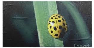 Attēlu rezultāti vaicājumam “Psyllobora vigintiduopunctata”