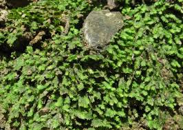 Attēlu rezultāti vaicājumam “Fissidens bryoides sporophyte”