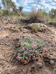 Attēlu rezultāti vaicājumam “Astragalus arenarius flower”