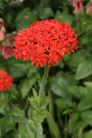 Attēlu rezultāti vaicājumam “Silene chalcedonica”