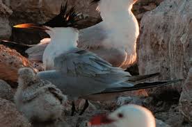 Image result for Sterna acuflavida