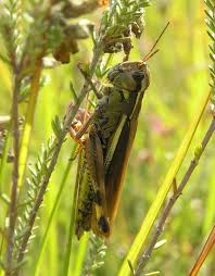Attēlu rezultāti vaicājumam “Stethophyma grossum”