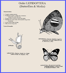 Attēlu rezultāti vaicājumam “Lepidoptera”