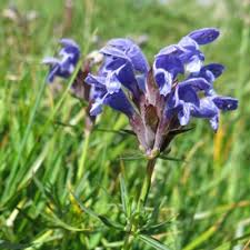 Attēlu rezultāti vaicājumam “Dracocephalum ruyschiana”