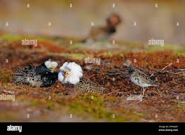 Attēlu rezultāti vaicājumam “Philomachus pugnax adult”