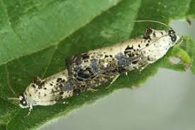 Attēlu rezultāti vaicājumam “Hedya salicella”