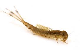 Attēlu rezultāti vaicājumam “Siphlonurus”