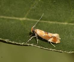 Attēlu rezultāti vaicājumam “Epicallima formosella”