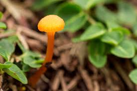 Attēlu rezultāti vaicājumam “Hygrocybe cantharellus”