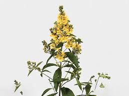 Attēlu rezultāti vaicājumam “Lysimachia vulgaris flower”