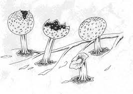 Attēlu rezultāti vaicājumam “Physarum melleum spores”