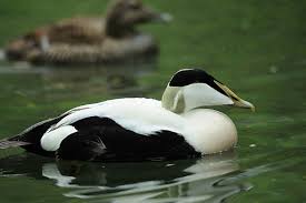 Attēlu rezultāti vaicājumam “Somateria mollissima”