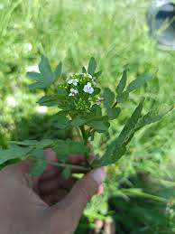 Attēlu rezultāti vaicājumam “Cardamine impatiens leaf”