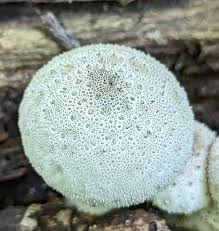 Attēlu rezultāti vaicājumam “Lycoperdon perlatum”