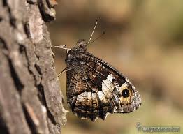 Attēlu rezultāti vaicājumam “Hipparchia alcyone”